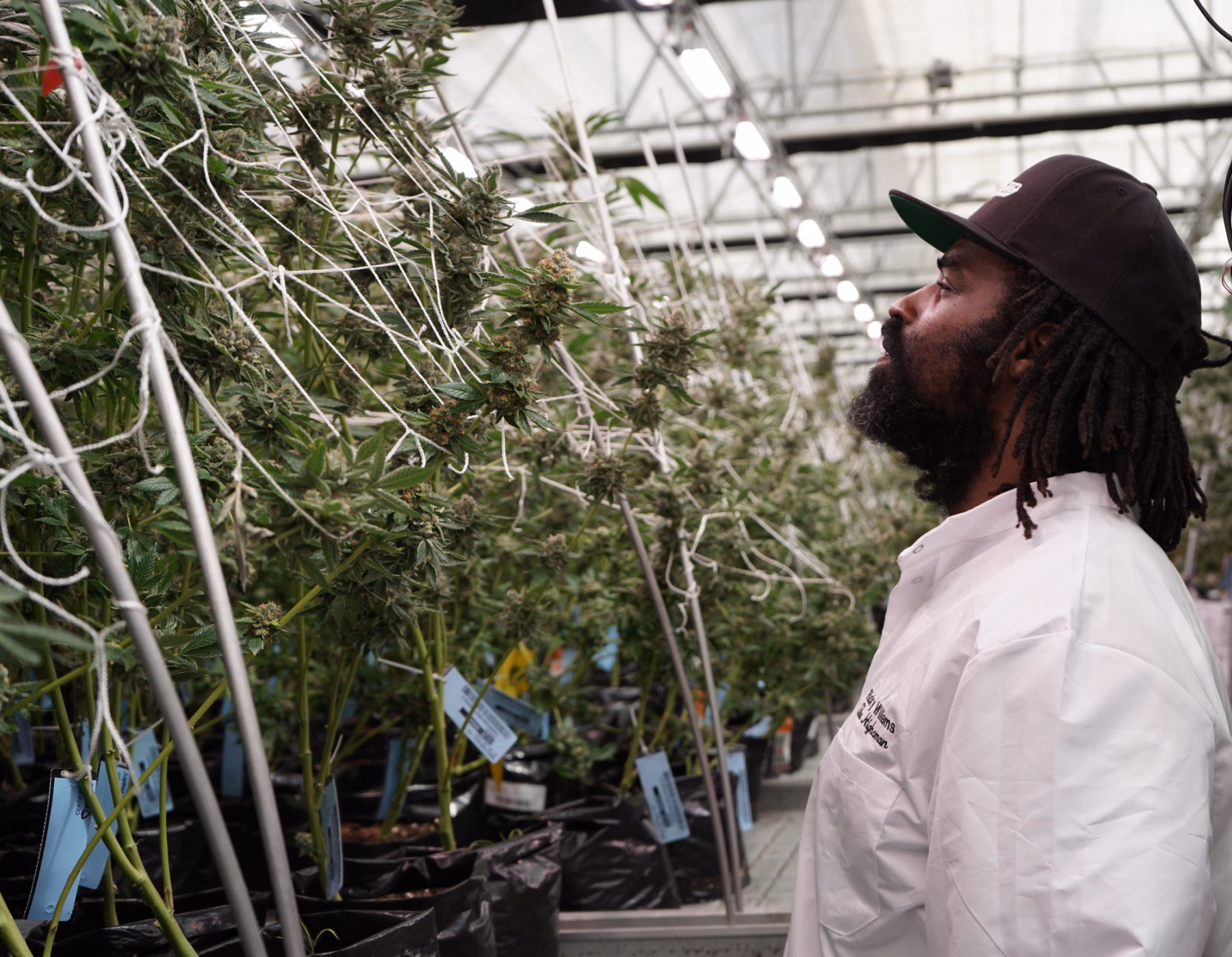 What Makes a Cannabis Strain Luxury? Let’s Break It Down