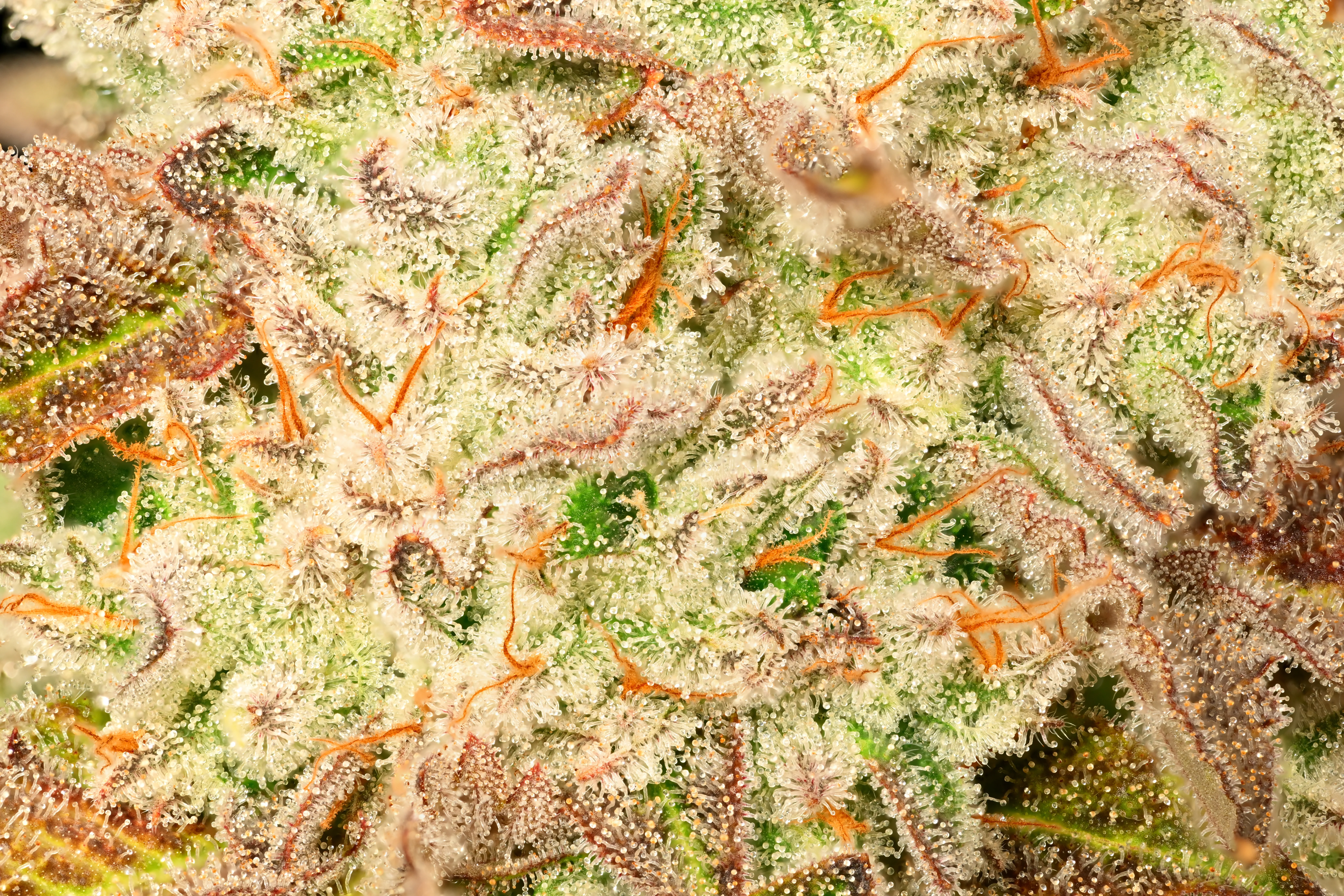 Understanding Cannabis Terpenes: The Aroma and Effects