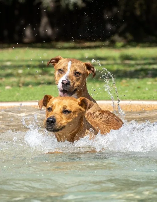Dogs at Big Dog Ranch Rescue