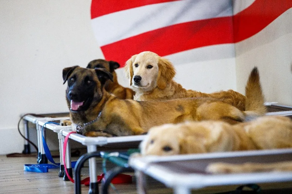 Dogs at Big Dog Ranch Rescue