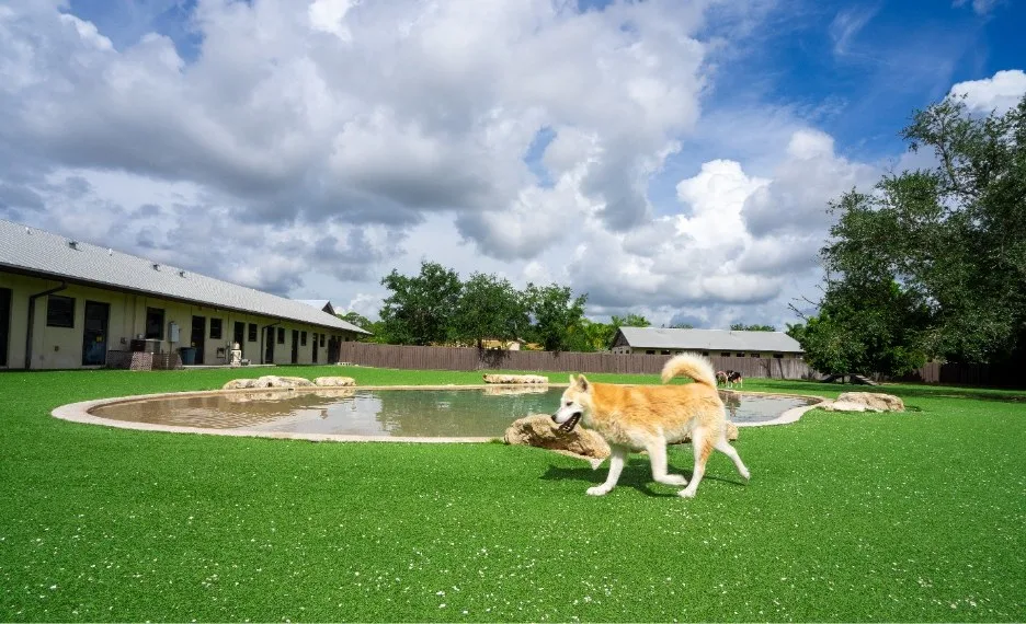 Dogs at Big Dog Ranch Rescue