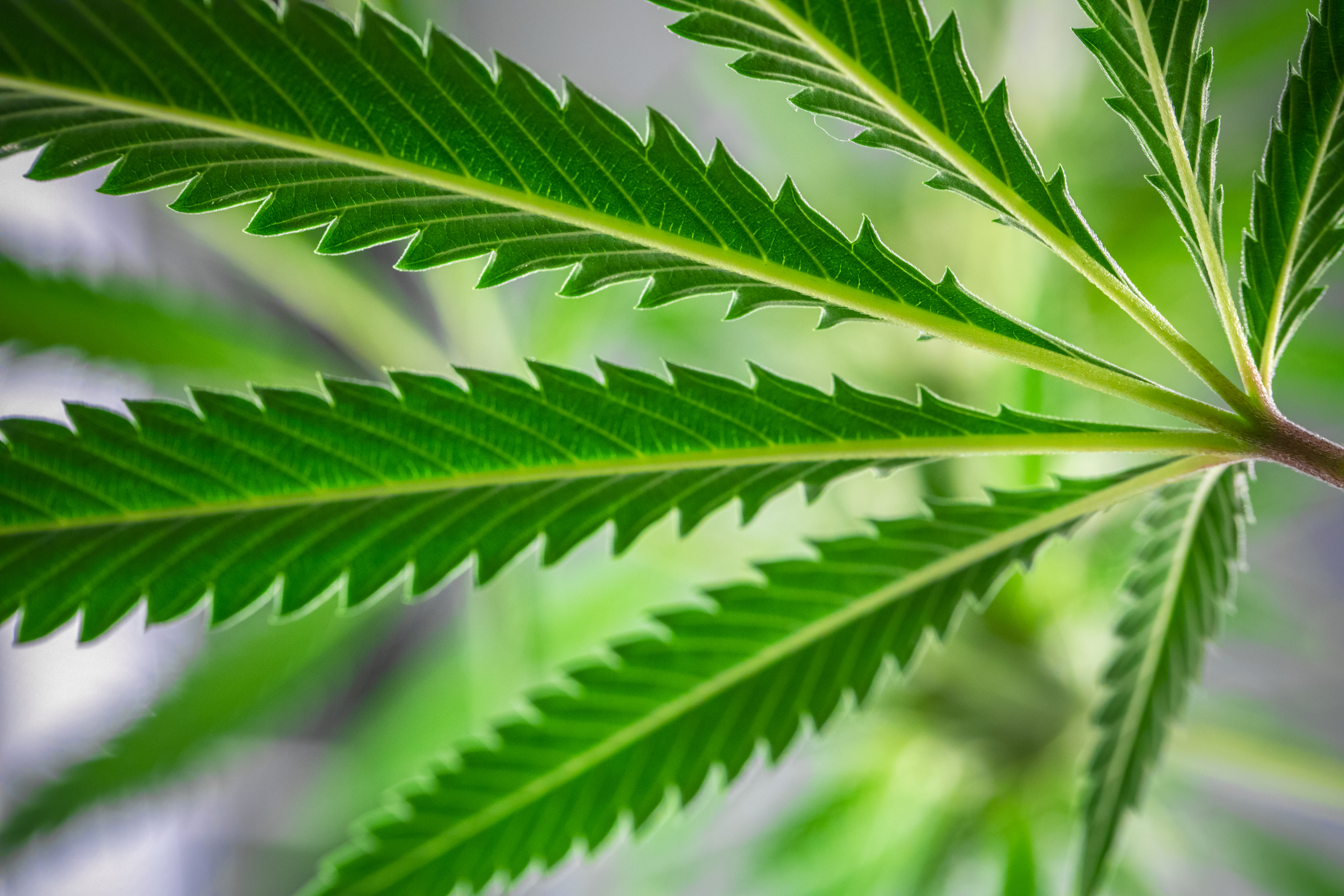 Cannabis leaf