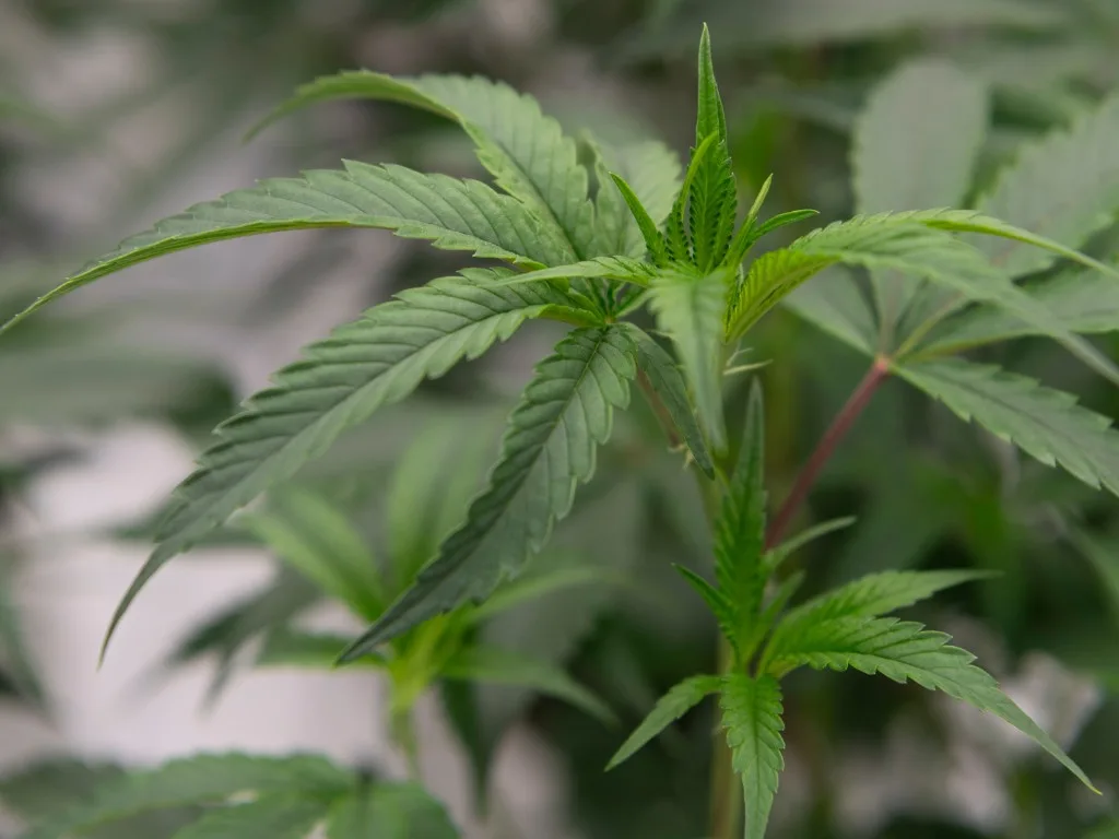 Understanding Different Cannabis Strains: A Beginner’s Guide