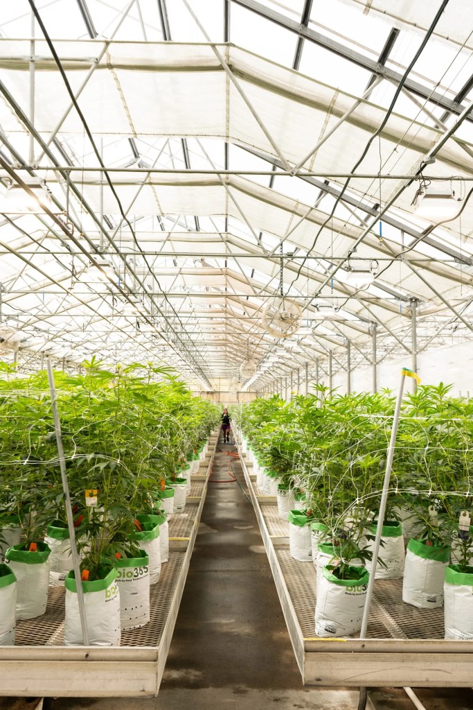 Cultivator working among cannabis plants at the Mt. Dora grow facility